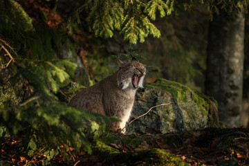 Eurasian lynx in the forest. Lynx in Bavarian forest during winter time. Lynx is hiding among the trees. 
