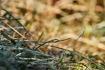 close up von frischem heu auf einer wiese