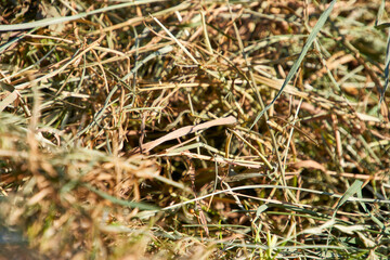 close up von frischem heu auf einer wiese