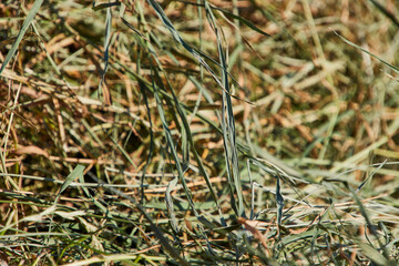 close up von frischem heu auf einer wiese