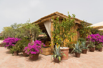 Mediterranean garden design and landscaping: Blooming violet bougainvillea, olive trees, lemon trees, cactuses potted in terracotta pots on a brick paved terrace at a cafe or bar in Sardinia, Italy