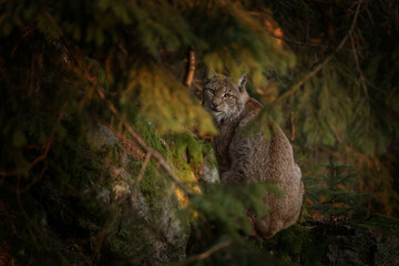 Eurasian lynx in the forest. Lynx in Bavarian forest during winter time. Lynx is hiding among the trees. 