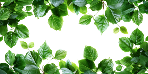 Green leaves frame isolated on transparent or white background 