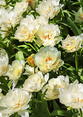 Exotic varieties of white blooming tulips Lenny in a park in Holland. Spring landscape