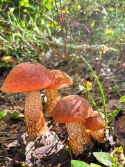 Family of mushrooms growing in the a family of mushrooms growing in the forest in autumn