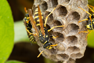 construction de nid de guêpes de papier européen (Polistes dominula)