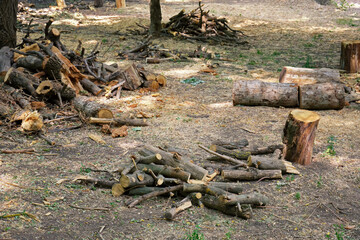 A lot of dry branches were cut from tree trunks in a city park.