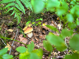 Small boletus growing on fern, the forest in autumn