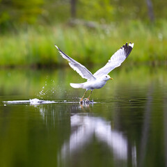 Gull, commonly seagull, takes off from the lake in finnish taiga.