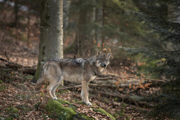 Eurasian wolf in the forest. Wolves in Bavarian forest during winter time. Wildlife in in Europe during winter time. 