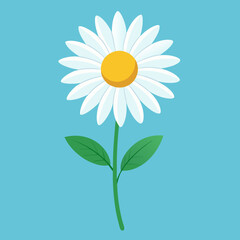 Vector illustration of Daisy Flower 