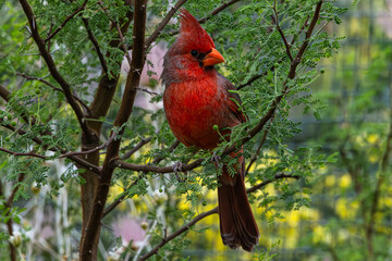 Northern Cardinal (Cardinalis cardinalis) Perched, Showing its Colors
