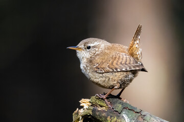 Wren