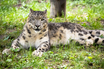 Snow Leopard at rest on a hot day at the zoo. Known as the 