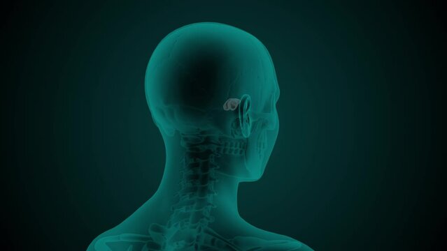 X-ray scan of the female head with visible Sphenoidal sinus. Anatomically correct 3d animation on dark background