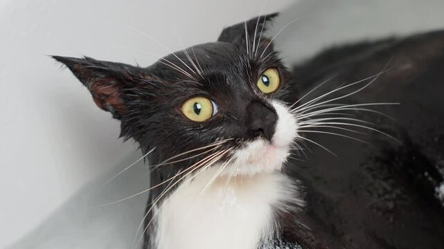 Feline pet shower. Cat with scared eyes in water, kitty taking bath in bathroom for staying clean and hygienic. Pets caring, disinfection treatment, flea extermination