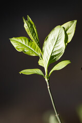 Green tree leaves on a blurred nature background.