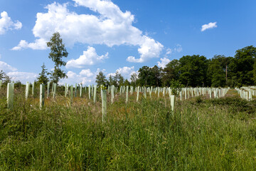 Obraz premium reforestation with tree seedlings with plastic tubes around stem growing in rows