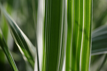 Striped grass. Variegated sedges. Close-app. Decorative long grass. Sedge with white and green striped foliage. Background of decorative sedge. Striped green grass