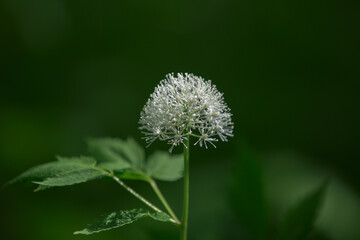 Actaea pachypoda. White Baneberry. Forest wildflower. One fresh white Actaea pachypoda flower on green natural blurred background