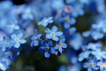 Blue little forget me not flowers. Forget-me-nots, Myosotis sylvatica, Myosotis scorpioides. Spring blossom background. Blooming Myosotis wildflowers with blue petals on a summer day close-up photo