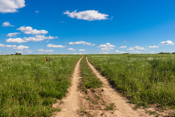 Fototapeta premium road in a field leading into the sunset