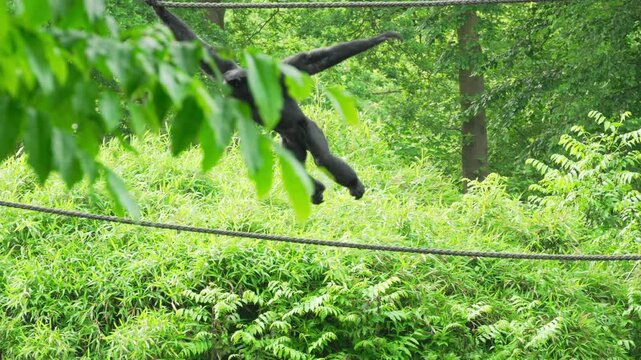 Siamang climbing a rope in the jungle in slow motion. Chimpanzee or symphalangus syndactylus, wild ape in natural habitat. Species of macaque and monkey