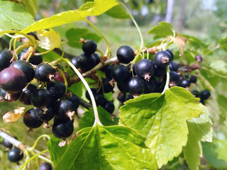 black currant on a branch