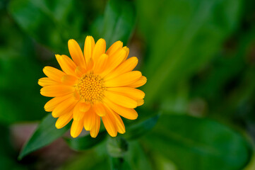 Close-up of a yellow marigold (Calendula officinalis).