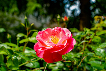 Macro shot of a fully opened pink rose (rosaceae) in the sunlight.