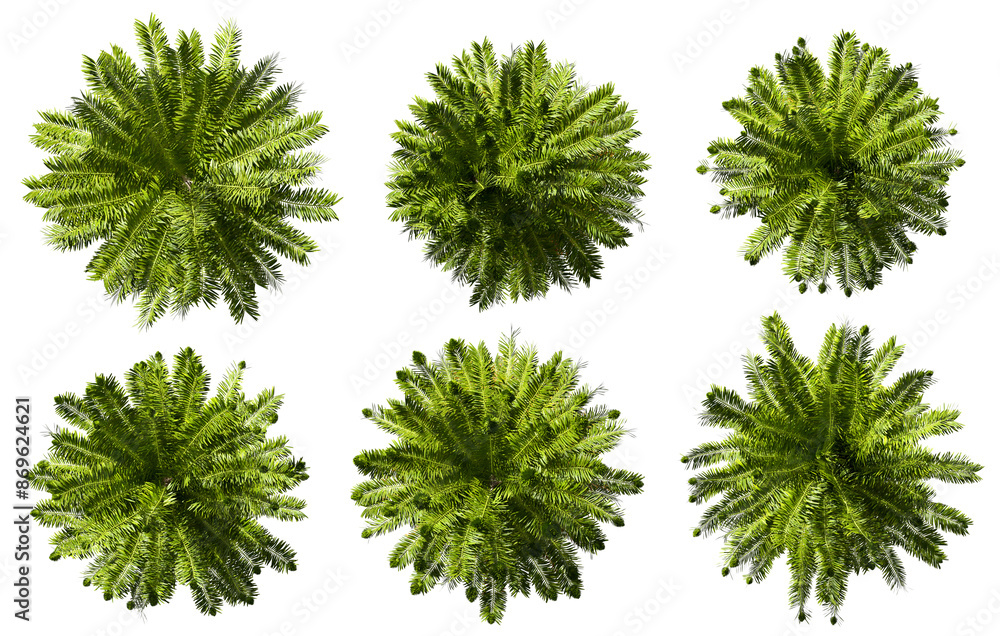 Poster top view conifers trees collections on transparent backgrounds 3d rendering png