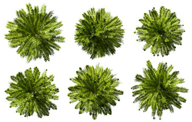 Top view conifers trees collections on transparent backgrounds 3d rendering png
