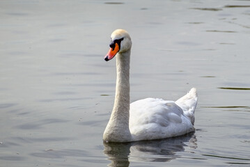 A floating white swan on a sunny summer day