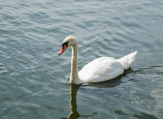 Fototapeta premium A floating white swan on a sunny summer day