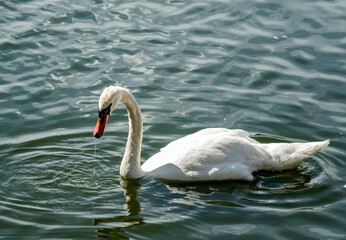 A floating white swan on a sunny summer day