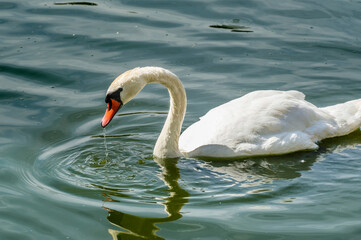 A floating white swan on a sunny summer day