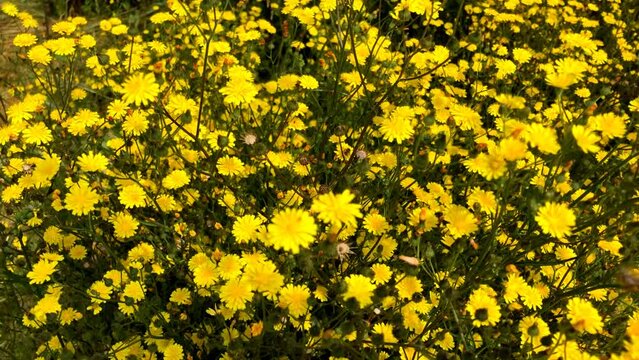 a sea of yellow flowers, Meadow with a lot of rough hawksbeard flowers in summer in a German garden, camera panning