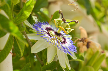 Passionflower, specifically Admire the beauty of a passionflower from the Passiflora genus, showcasing its intricate petals at colors. Ideal for botanical enthusiasts, garden lovers, and nature