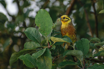 yellowhammer on the apple tree