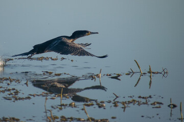 great cormorant in flight