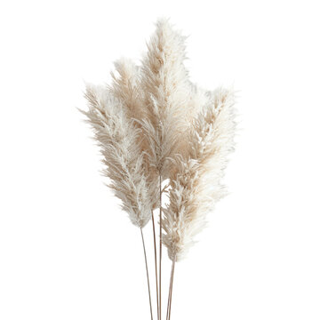 Natural beige pampas grass stem.