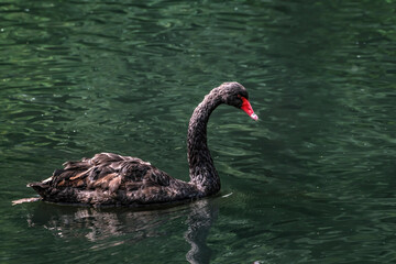 Naklejka premium A floating black swan on a sunny summer day
