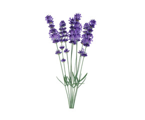 Naklejka premium Lavender flowers with green stems, isolated on white.