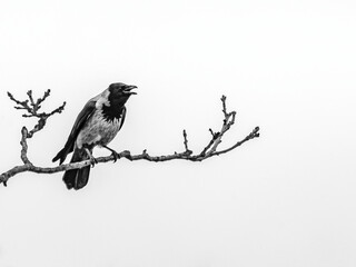 Sharp-eyed crow surveys its winter domain. A black crow with a sharp beak and intelligent eyes perched on a thick branch of a leafless tree. The backdrop is a barren landscape with a cloudy sky.