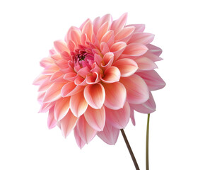Pink dahlia flower with detailed petals, isolated on white. © Asier