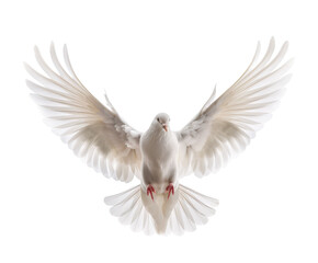 Obraz premium White dove with outstretched wings, isolated on white.