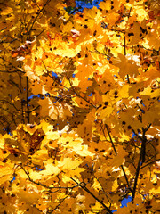 Sharp yellow leaves, contrasting with blurred background.