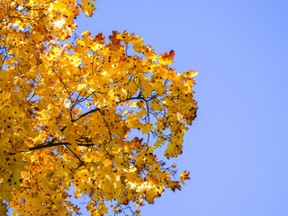 Luminous Foliage: The play of light accentuates the intricate vein patterns on the yellow leaves,...