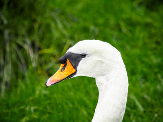 A swan's head, with its orange beak and black eye, peeks out from a vibrant green background, suggesting a moment of calm amidst the lush natural setting.