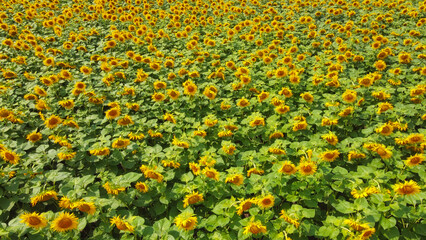 Sunflower field, top view. Sunflower plants bloom in a farmer's field.